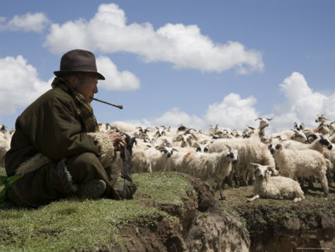 gekko with his flock.jpg