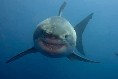 greatwhite.jpg