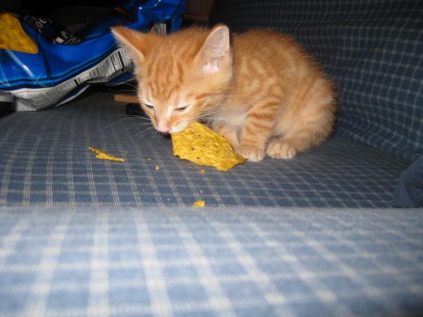 dorito.jpg
