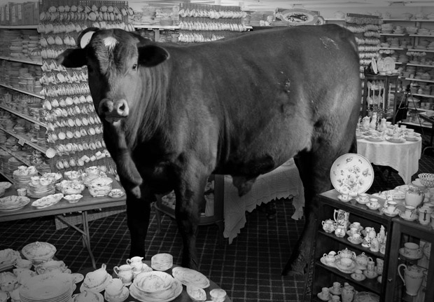 bull-china-shop (1).jpg