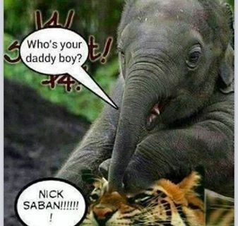 alabama-elephant.jpg