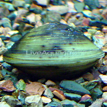 p-89575-Freshwater-Clam.jpg