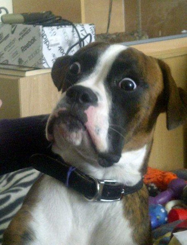 dog shock.jpg