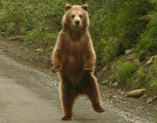 dancing_bear_by_lanimilbusx.jpg