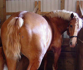 horsesass.jpg
